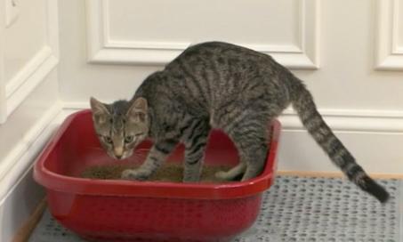 猫砂盆训练:为什么设置和放置很重要