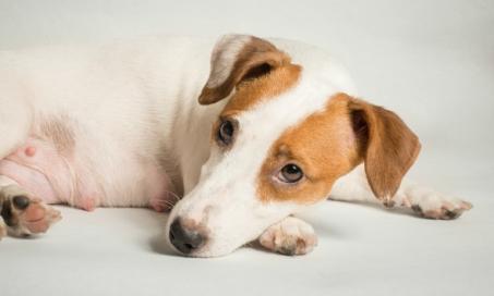 Liver Failure (Acute) in Dogs