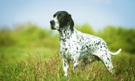 Liver and Spleen Cancer (Hemangiosarcoma) in Dogs