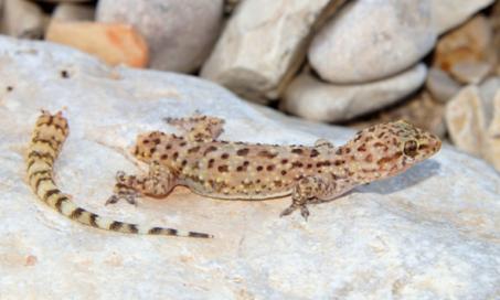 What to do When Your Lizard Loses Its Tail
