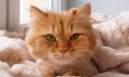 猫的癌症:症状、类型和治疗