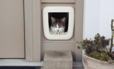 如何训练你的猫使用猫门
