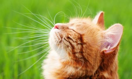 Lung Cancer (Adenocarcinoma) in Cats