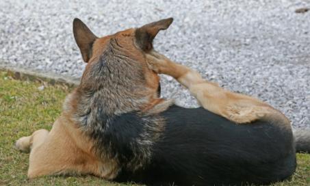 'Mad Itch' Pseudorabies Virus Infection in Dogs