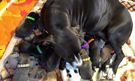 收容所的狗生了16只健康的小狗…在母亲节