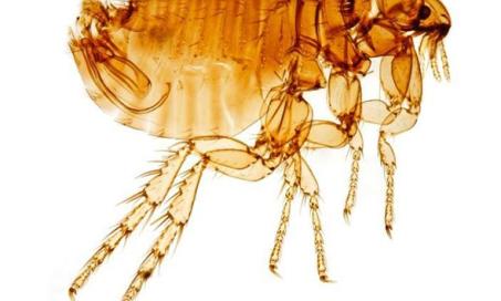 About the Cat Flea