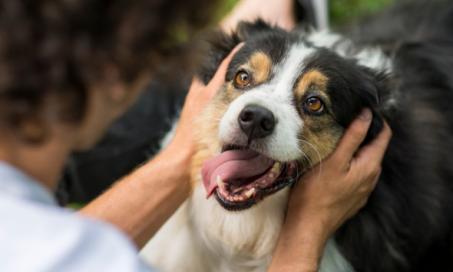 Are Dogs’ Mouths Cleaner Than Humans’ Mouths?