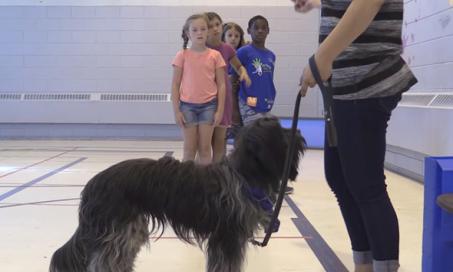 蒙特利尔的孩子们接受毛茸茸的导师的狗狗行为教育