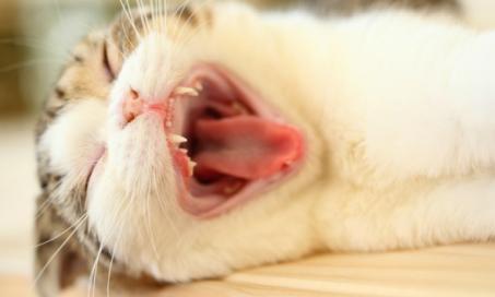 猫口腔癌(牙龈鳞状细胞癌