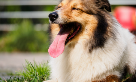 Mouth Cancer (Gingiva Squamous Cell Carcinoma) in Dogs