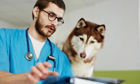 How an MRI Can Help Your Dog