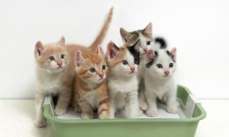 为什么多只猫需要多个猫砂盆