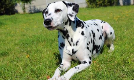 Muscle Contraction Disease (Myoclonus) in Dogs