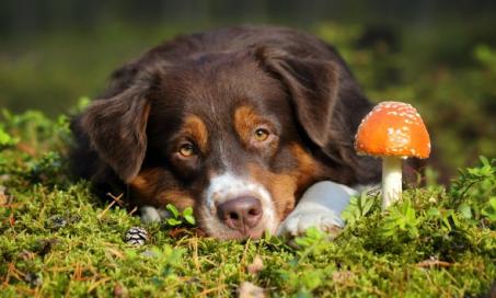 犬类蘑菇中毒