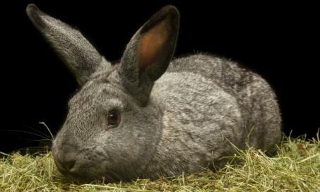 Myxoma Virus in Rabbits