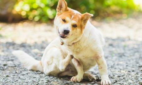 Natural Supplements for Dogs With Itchy Skin