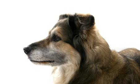 Neck and Back Pain in Dogs