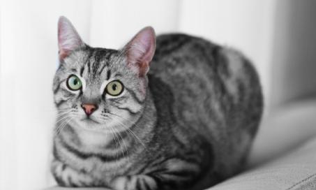 Nerve Disorder Affecting Multiple Nerves in Cats