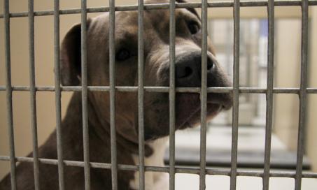 All About the Initiative to Make All Shelters No-Kill By 2025        	