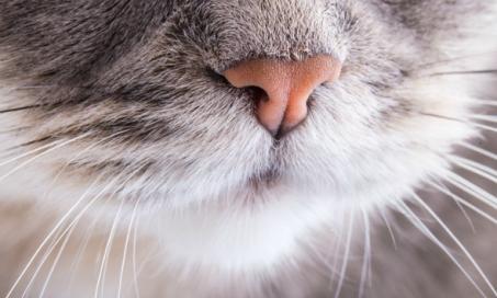 猫的鼻子和鼻窦炎症