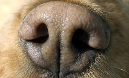 Nose and Sinus Inflammation in Dogs