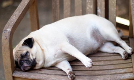 How Obesity is Causing Arthritis in Our Dogs