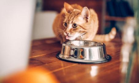 Is There a Special Diet for Hyperthyroidism in Cats?