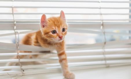 带一只小猫回家之前15 Kitten-Proofing待办事项