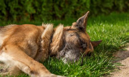 干细胞能治疗犬骨关节炎吗?