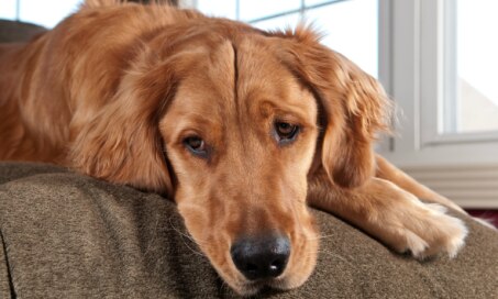 Overproduction of Red Blood Cells in Dogs