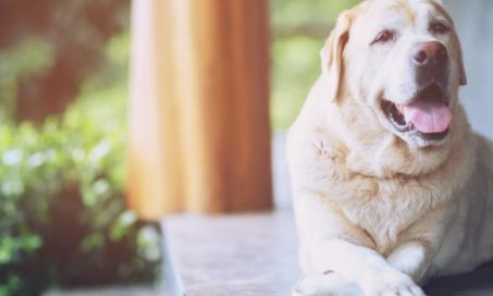 Obesity in Dogs: Symptoms, Causes and What to Do About It