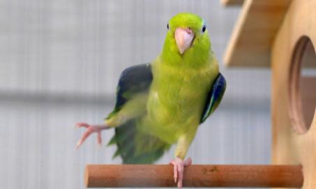 Meet the Parrotlets – A Large Parrot Packed in a Mini Body