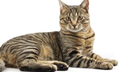 Pain from the Nervous System in Cats