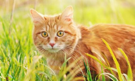 Pancreatic Cancer in Cats