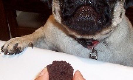 How Much Chocolate is too Much for a Dog, and How to Tell