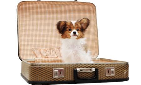 Tips for Traveling with a Small Animal