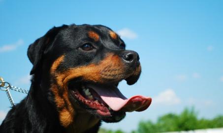 Paralysis of the Jaw in Dogs
