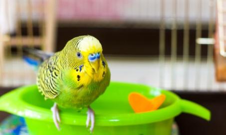 Are You Ready to Adopt a Bird?