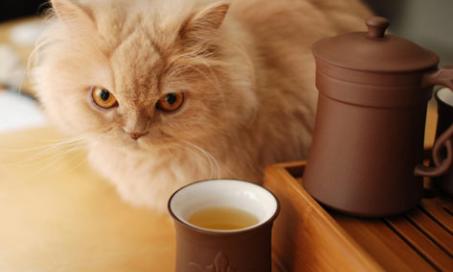 Tips to Help Your Persian Cat's Breathing Problems