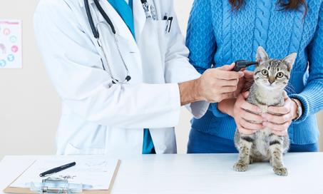 How Can Prescription Pet Medications Help Your Pet?