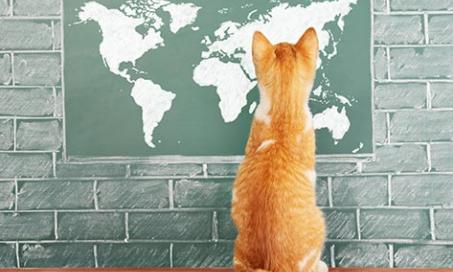 How Geography Affects Your Pet Health Insurance Choices