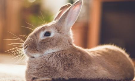 How to Get Rid of Fleas on Rabbits