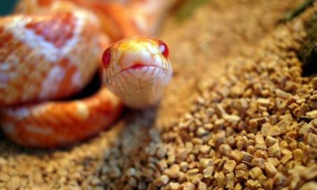 Pet Snake Guide for Beginners