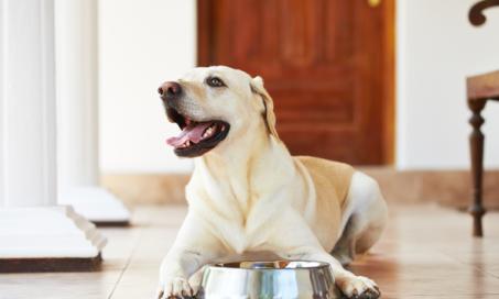 what does holistic dog food mean