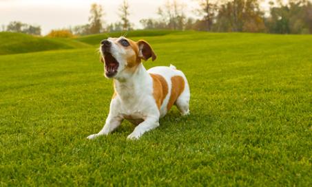 Why Are Some Dogs More Aggressive?