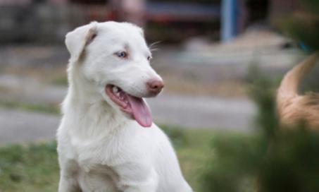 Albino Dogs: Interesting Facts You Should Know