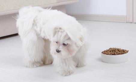 6 Appetite Stimulants for Dogs