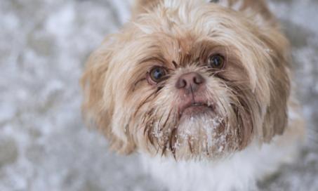 How to Teach Your Dog to Go to the Bathroom in the Snow or Rain