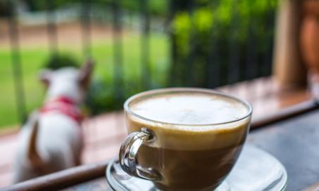 咖啡因和宠物:安全提示和注意事项