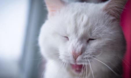 猫的口臭:如何预防和治疗